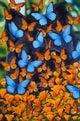 Autumn Butterflies Poster Print by Graeme Stevenson showcasing vibrant butterflies and autumn foliage.