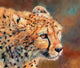 Cheetah Portrait Fine Art Print by David Stribbling