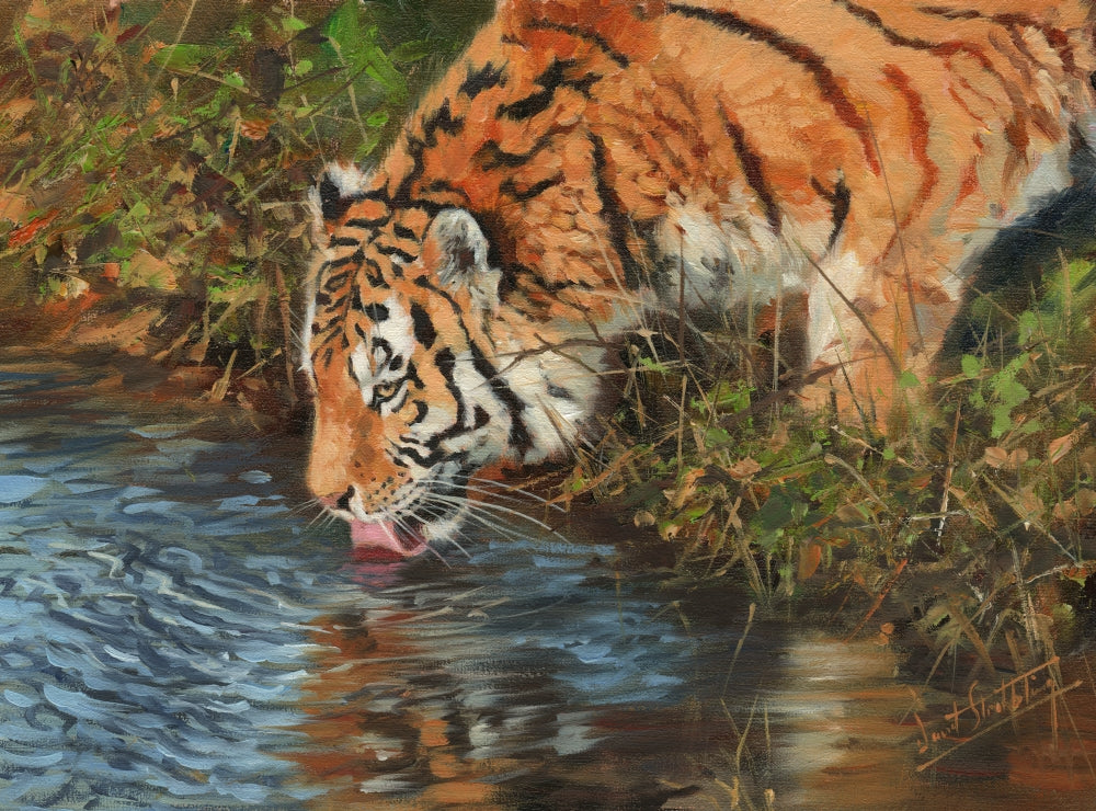 Tiger Drinking from Pond Poster Print by David Stribbling
