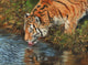 Tiger Drinking from Pond Poster Print by David Stribbling