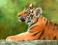 Young Amur Tiger Resting Poster Print by David Stribbling