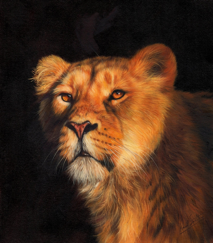 Lioness Shadows poster print by David Stribbling featuring a majestic lioness in a natural setting.