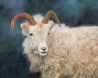 Mountain Goat Portrait Oil on Canvas Print by David Stribbling