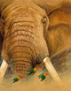 The Bull Poster Print by Graeme Stevenson showcasing majestic wildlife.