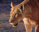 Lioness Staring Poster Print by David Stribbling showcasing a majestic lioness.