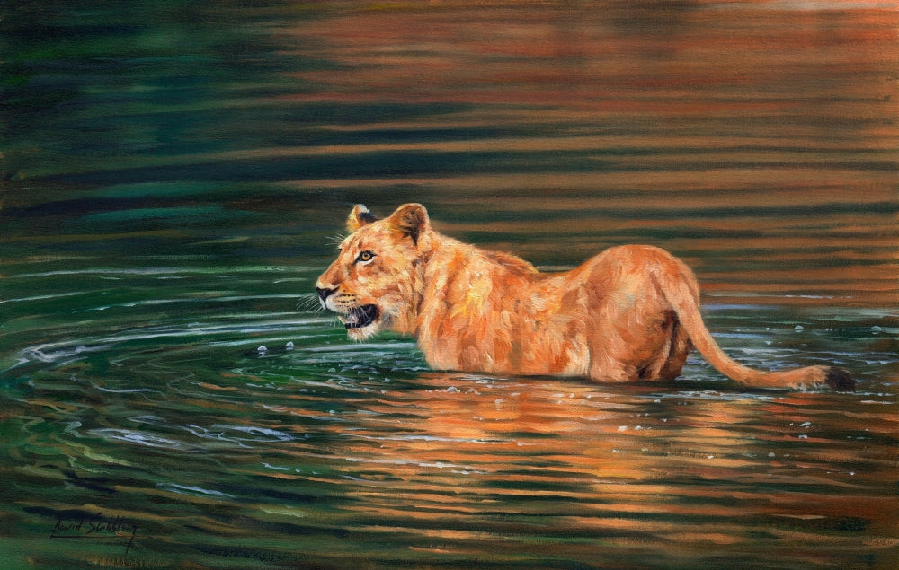 Lioness Water Poster Print by David Stribbling featuring a majestic lioness.