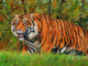 Strong Amur Tiger Poster Print by David Stribbling
