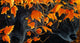 Three Wolves Poster Print by Graeme Stevenson showcasing majestic wolves in nature.