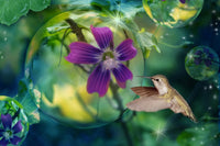 Purple Hummingbird Dewdrop poster print by Alixandra Mullins showcasing a hummingbird and dewdrop.
