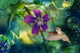 Purple Hummingbird Dewdrop poster print by Alixandra Mullins showcasing a hummingbird and dewdrop.