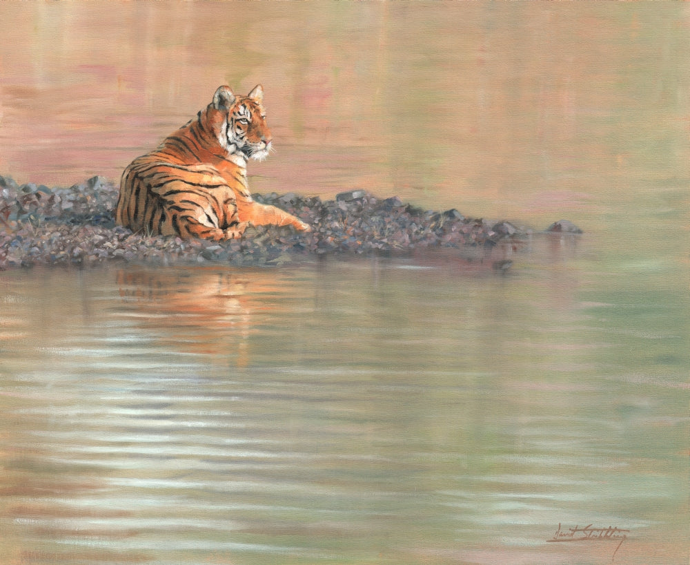 Bengal Tiger Poster Print by David Stribbling showcasing a majestic tiger.