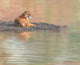 Bengal Tiger Poster Print by David Stribbling showcasing a majestic tiger.