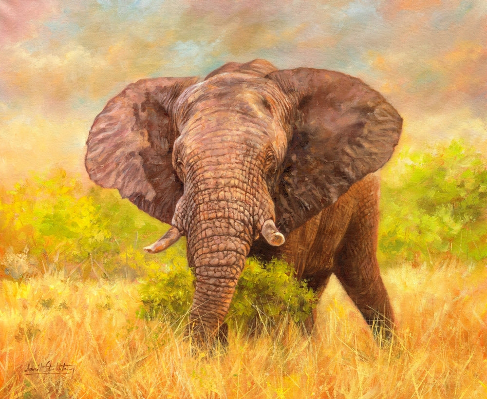 Savannah Elephant Poster Print by David Stribbling showcasing a majestic elephant in its natural habitat.