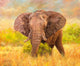 Savannah Elephant Poster Print by David Stribbling showcasing a majestic elephant in its natural habitat.