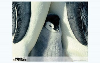 March of the Penguins Movie Poster Print showcasing emperor penguins in Antarctica.