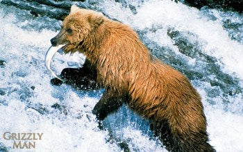 Grizzly Man Movie Poster Print 11x17 featuring nature and wildlife.