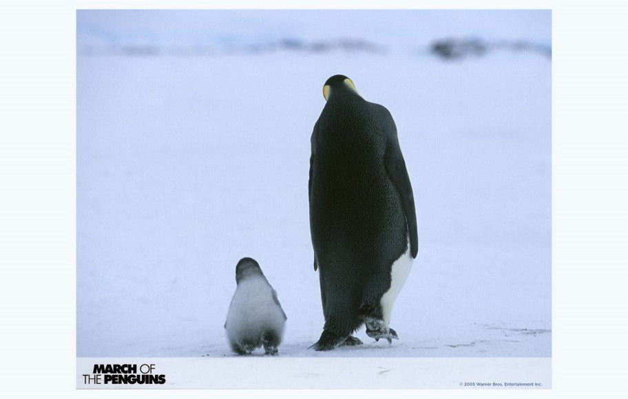 March of the Penguins Movie Poster Print showcasing emperor penguins in the Antarctic.