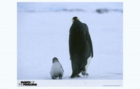 March of the Penguins Movie Poster Print showcasing emperor penguins in the Antarctic.