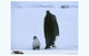 March of the Penguins Movie Poster Print showcasing emperor penguins in the Antarctic.