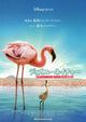 The Crimson Wing: Mystery of the Flamingos movie poster print featuring stunning flamingo imagery.
