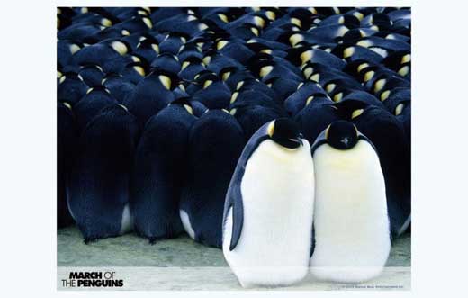 March of the Penguins Movie Poster Print depicting Emperor penguins in Antarctica.