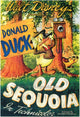 Old Sequoia Movie Poster Print showcasing majestic sequoia trees.