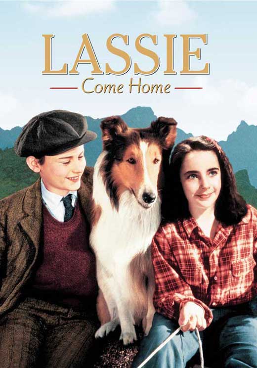 Lassie Come Home Movie Poster Print featuring the iconic collie