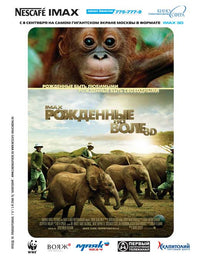 Born to Be Wild Movie Poster Print featuring vibrant imagery.