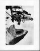 Filming Behind The Scenes Of Jaws Black and White Photo Print