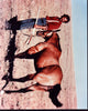 Kevin Costner Photo Print with Horse from Dances With Wolves