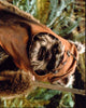 Warwick Davis as Ewok in Star Wars: Episode VI - Return of the Jedi Photo Print