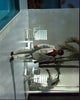 Al Pacino Scarface Photo Print by the pool