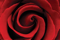 Red Rose Poster Print - Stunning Floral Art for Home Decor