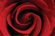 Red Rose Poster Print - Stunning Floral Art for Home Decor