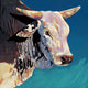 Blue Brahma Poster Print by Bob Coonts on premium paper