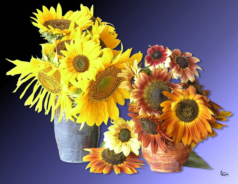 Sunflower 16 Poster Print by Greg Murphy showcasing vibrant sunflowers.