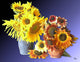 Sunflower 16 Poster Print by Greg Murphy showcasing vibrant sunflowers.