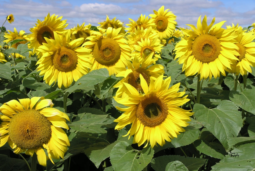 Sunflower 21 poster print by Greg Murphy featuring vibrant sunflowers.