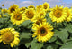 Sunflower 21 poster print by Greg Murphy featuring vibrant sunflowers.