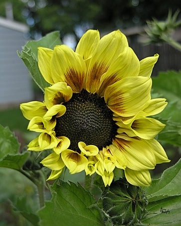Sunflower 9 Poster Print by Greg Murphy, vibrant floral art piece