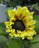 Sunflower 9 Poster Print by Greg Murphy, vibrant floral art piece
