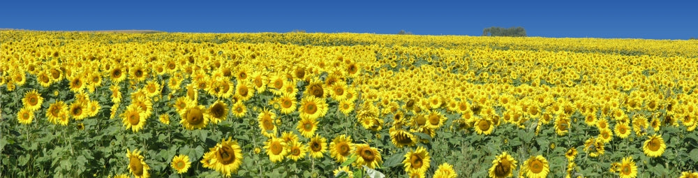 Sunflower 32 Poster Print by Greg Murphy, vibrant flower art.