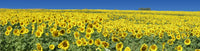 Sunflower 32 Poster Print by Greg Murphy, vibrant flower art.