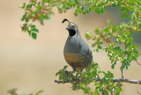 Quail Poster Print by Jerome Andrews showcasing a beautiful bird in nature