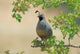 Quail Poster Print by Jerome Andrews showcasing a beautiful bird in nature