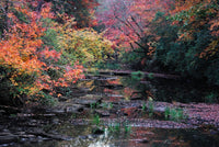 Fall Creek Poster Print by Jerome Andrews showcasing vibrant autumn colors