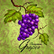 Carignane Grapes Art Print by Jeff Maraska, 12x12 size.