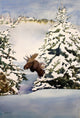 Moose Movement Poster Print by Kay Smith showcasing a majestic moose in motion.