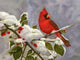 Cardinal Art Poster Print by Shiva, vibrant bird artwork