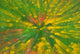 Garden Abstract Poster Print by Jaynes Gallery - Colorful abstract art.